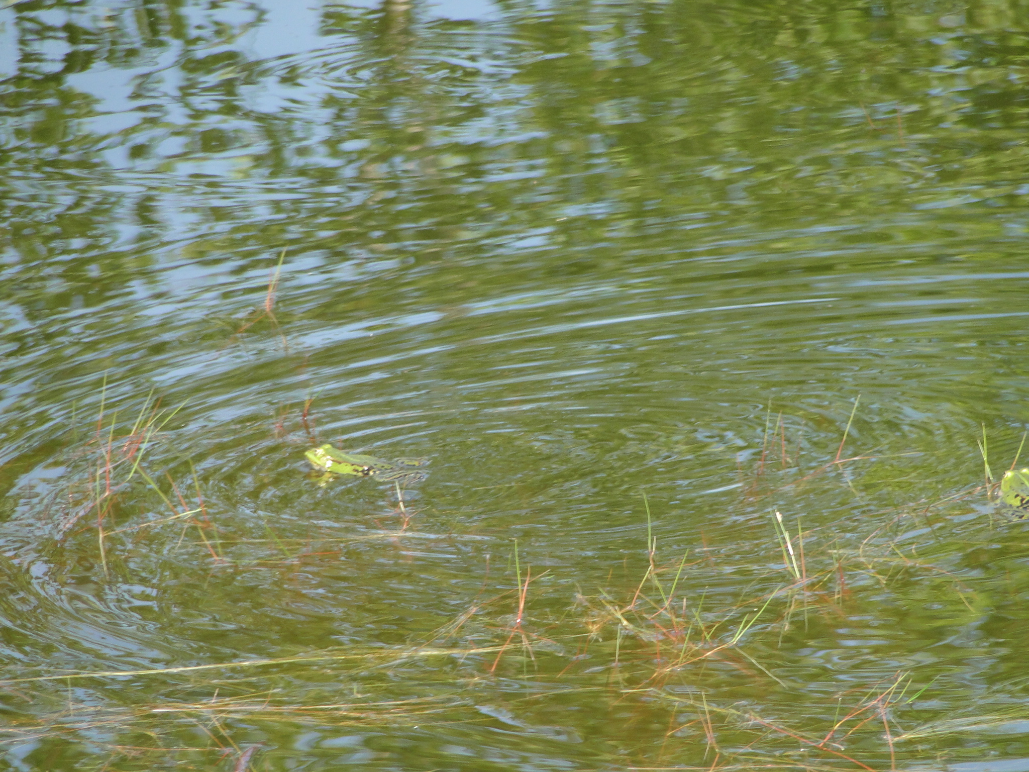 2011HWK 031.jpg